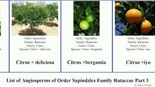 List of Angiosperms of Order Sapindales Family Rutaceae Part 3 citrus correa clausena coleonema