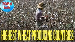 Top 5 Highest Wheat Producing Countries in the World 2017