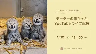 【アーカイブ配信】チーターの赤ちゃんの様子をお届け♪（2022.4.30）