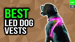 Best LED Dog Vests In 2020 (Top 5 Picks)