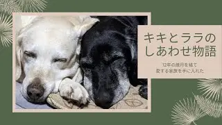 12年の歳月を経て 愛する家族を手に入れた キキとララのしあわせ物語
