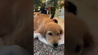 Puppy and cat under the Christmas tree 🦮💛🐈🎄 #goldenretrieverpuppy #tabbycat  #shorts
