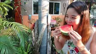 แตงโมพม่า, พันธุ์จูบีลี่,Jubilee watermelon,Myanmar watermelon,ผลใหญ่,แตงโมยักษ์