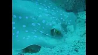 2DIVE4 SCUBA trip Red Sea Egypt 2012- Bluespotted Stingray