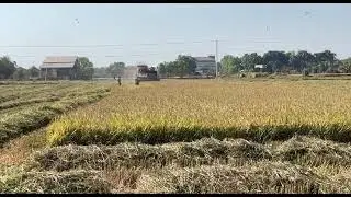 traveling to the rice field