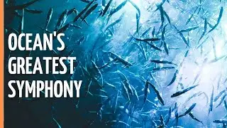 Symphony of Life: Underwater World of Australia | Full Documentary
