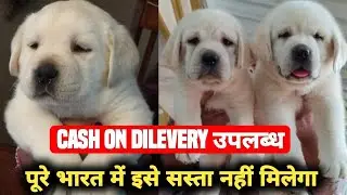 Low Price Labrador Puppy for sale in Delhi Ncr 2026 | Latest dog market video | Black Labrador puppy