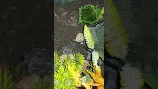Feeding my Leopard Gecko and Collared Lizard, Isis and Astrea