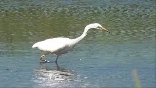 Great White Egret.