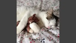 Gentle Paws Melodies