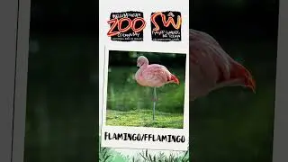 Welsh Mountain Zoo - Flamingo Species Talk