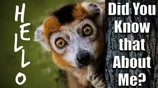 Secrets of the Red-Bellied Lemurs: 7 Rare and Intriguing Facts