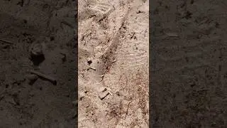 zandbij sand bee