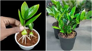Growing Zz plant from bud | 100% success method in this video