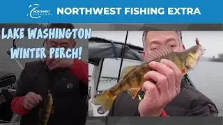 Lake Washington Winter Perch Fishing Tips - Extended Cut