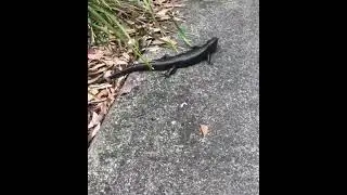 The Land Mullet biggest skink in Australia 🦎🐍🐊😃