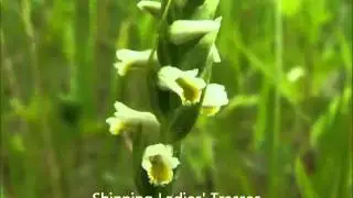 Wild Native Orchids 2