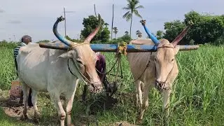 Bullockcart working in sugar land to cultivate the area | village Bullock working style in framework