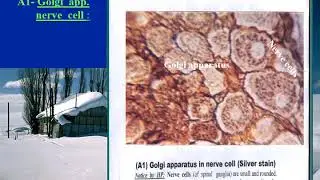 4 Photo of slides for cell contents (organelles & inclusions)