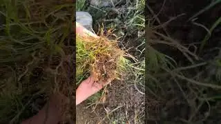 Does Wild Ophiopogon japonicus have this plant in your hometown?