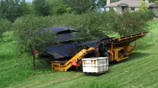 Cherry Harvest