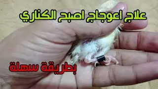 علاج اعوجاج اصبع الكناري وجميع انواع طيور الزينة  بطريقة سهلة