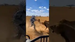 Man in Spiked Porcupine Suit Faces Lion Pride in Savanna... They Can't Get Through #shorts