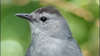 Gray Catbird 