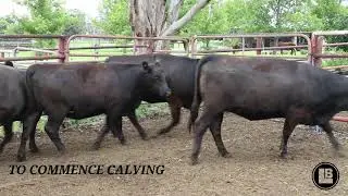 11 PTIC Limflex Heifers