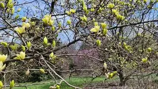 Yellow Flowered Magnolia