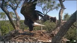AEF-NEFL ~ HOT PURSUIT!! Legacy Follows Samson Back To Nest & Claims The Live Fish! 🐟  5.7.21