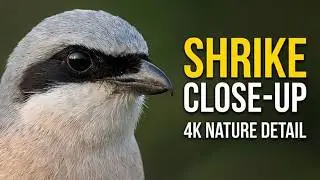 Intimate Bird Close Ups Shrike & Wryneck