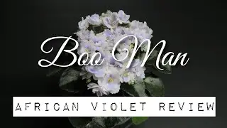 BOO MAN - African Violet Review