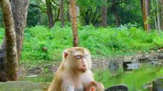 Oh So Lovely Monkey Luna And Babies fall As Sleep In Their Dream | @BuBuMonkeyTV