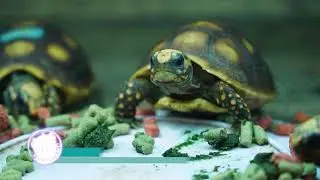 Saiba um pouquinho mais sobre a Reserva Romanetto - Parte 2