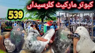 539 | Kallar Syedan Kabootar Mandi Today 25/8/2025 | Latest Update High Flyer Pigeon Market Price 
