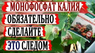 🍇 Не применяйте МОНОФОСФАТ КАЛИЯ пока не УЗНАЕТЕ это свойство. Обязательно сделайте ЭТО после МФК.