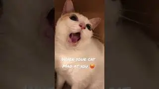 Cat Psychology and Behavior , When cat&rsquo;s mad at Owner with weird and strange face 🤣😡