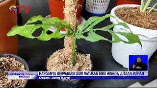 Janda Bolong, Tanaman Sultan Senilai Ratusan Juta - BIS 25/09