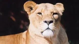Habitat needs of wild cats