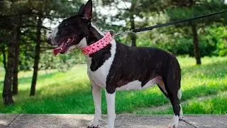 Walking Leather Dog Collar with Spikes and Studs. Bull Terrier dog