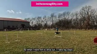 How to walk for distance in dog agility  Rev jumpers #cleanrun #dogtraining #nadac
