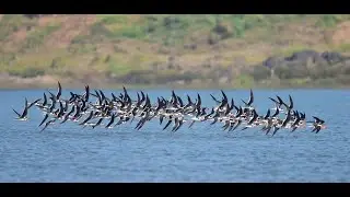 Indian Skimmers, Satkosia TR, 2022