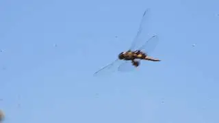A squadron of red saddlebag dragonflies feasts on summer swarms of gall midges; California 92563