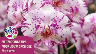 Verzorgingstips voor jouw orchidee! - Watergeven