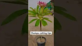 Champa ka paudha cutting se kaise taiyar kare | #champa #plumeria #plumeriasoil #soil #plant