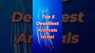 Top 5 Deadliest Animals in Israel 🇮🇱☠️ | Nature's Hidden Threats #shorts #israel #animalfacts