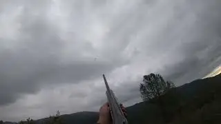 California Bandtail Pigeons Hunting 2025 1stDay LIMIT OUT!!