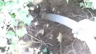 Erdwespen einsaugen am Erdwespennest
