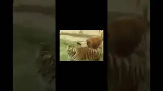 Stuff just change real fast #predator #prey #backwards #tiger #moomoo #animals #subscribe